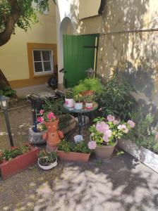 a group of potted plants on a table in a yard at Levendula udvarház in Sopron