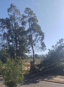 a group of trees on the side of a road at Lamaison in Talca