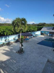 a palm tree sitting next to a swimming pool at Apartamento Finca Verde in Las Carreras