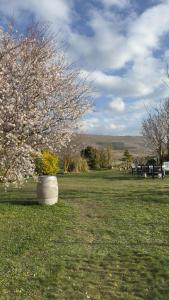 a tree with flowers in a field with picnic tables at Eclipse 2026 in Tamarón
