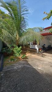 a palm tree in front of a house at Mihinsa Guest in Kosgoda