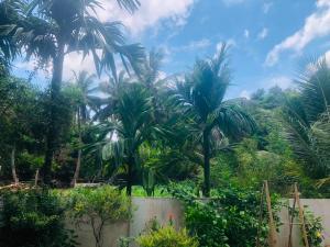 a group of palm trees in a garden at Sanku guest house in Jaffna