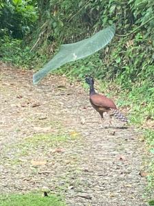 a bird walking down a path with a large leaf at Apartamento Dulces Sueños in Bahia