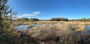 a marsh with reflections in the water and trees at The Hermits Hut in Österby +36 photos