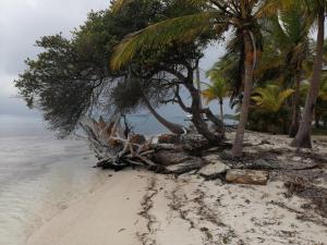 a group of palm trees on a sandy beach at Isla Ganirdub in Río Azúcar