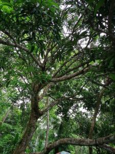 a tree with lots of branches and green leaves at Isla Ganirdub in Río Azúcar