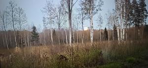 a group of white trees in a field with tall grass at Reedi talu in Rädi