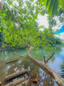 a tree in the middle of a body of water at Nilwadula Hotel Udawalawe in Ratkarawwa