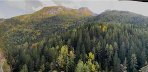 an aerial view of a tree covered mountain at Chalet a due passi piste da sci in Valgrisenche +28 photos