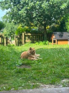 a cat laying in the grass in a field at Lodge hill cottage in Liskeard