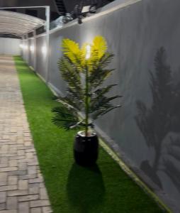a plant in a black pot sitting on the grass at JOHNOATCH APARTMENt in Ibasa
