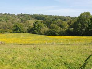 a field with yellow flowers and a fence at Ash Cottage in Uckfield