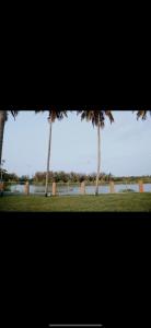 two palm trees in a field with a body of water at Corniche inn river view villa 2 BHK in Kāsaragod +2 photos