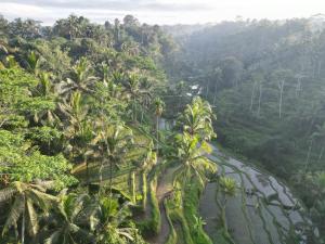 an aerial view of a jungle with palm trees and a river at Aventus Resort Ubud in Tegalalang