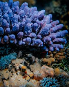 a blue and purple clown fish in an aquarium at Ratua Private Island Resort in Aimbuei Bay