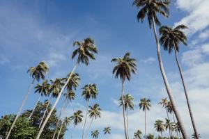 a group of palm trees against a blue sky at Ratua Private Island Resort in Aimbuei Bay