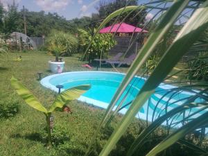 a pool in a yard with a plant at Haus Kazimir in Kazimir