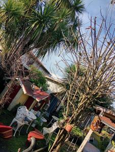 a palm tree and a chair in front of a house at Hostal y Cabañas Guaje in Valdivia
