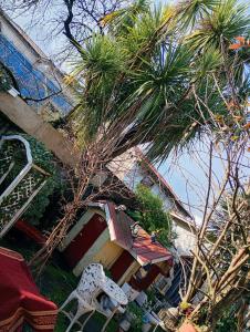 a palm tree and a chair next to a house at Hostal y Cabañas Guaje in Valdivia