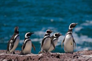 a group of penguins standing on a rock at Hotel Territorio in Puerto Madryn