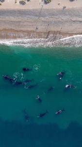 a group of dolphins swimming in the water at Hotel Territorio in Puerto Madryn