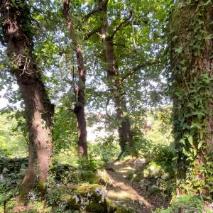 a wooded area with trees and a dirt trail at Casa con bosque en Cantabria in Ramales de la Victoria +41 photos