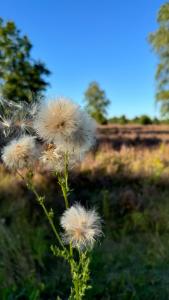 a close up of a dandelion plant in a field at Urban Style trifft Heideflair in Schneverdingen