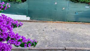 a bunch of purple flowers in front of a fence at Villa Caraïbes in Vence