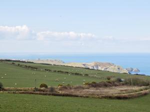a herd of sheep grazing in a field with the ocean at Kilcummer Stables in Tintagel