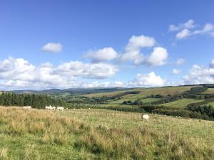 a herd of sheep grazing in a grassy field at Pinclanty Cottage in Pinmore