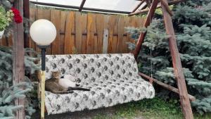 a cat sitting on a couch in a garden at Nagy Ildikó Vendégház in Lăzarea
