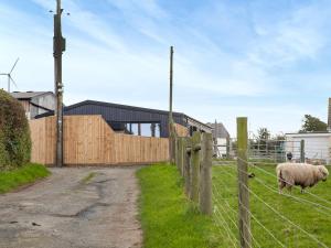 a sheep standing in a field behind a fence at Hernmargh Skiber in Marhamchurch