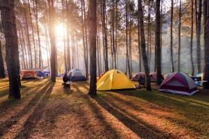 a group of tents in the middle of a forest at Nurral - TENT in Fertilia