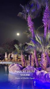 a group of palm trees in a pool at night at فندق دلتا شرم in Sharm El Sheikh