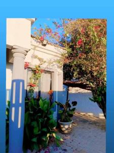 a blue and white house with plants in front of it at Kgajane Guest House in Molepolole