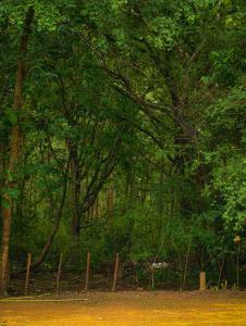 a group of trees and a fence in a field at EMERALD HAVEN Safari Glamping in Udawalawe