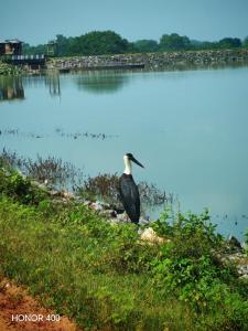 a bird standing on the side of a lake at EMERALD HAVEN Safari Glamping in Udawalawe