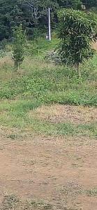a field of grass with trees in the background at Hafi in Païta
