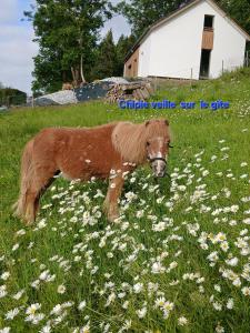 a small brown pony standing in a field of flowers at Gîte Chalet Bellevue in Couvin
