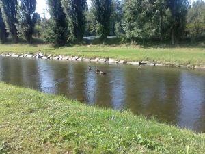 a group of ducks swimming in a river at Penzion Hlinkova in Pilsen