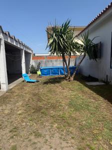 a yard with a blue chair and a palm tree at Casa Lena in Vagos