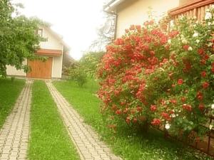 a bush with red flowers next to a house at Agroturystyka u Jasienka in Mrukowa