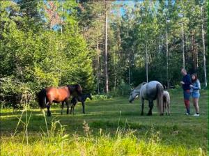 a group of horses standing in a field at opplevelses hytta badestamp ridning osv in Skien +6 photos