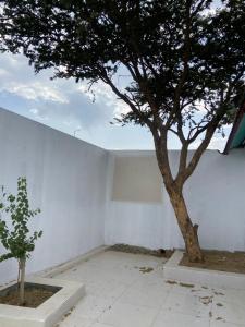 a tree in a room with a white wall at شاليه الكوثر in Al Baha