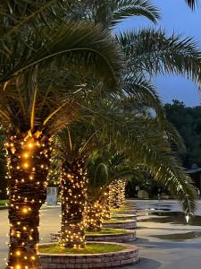 a row of palm trees decorated with lights at Adagio Studio Bar in Bar