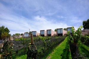 a row of houses in a vineyard at Hacienda Lagunillas in Querétaro