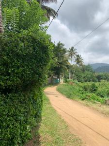 a green hedge next to a dirt road at Emerald canopy retreat in Kandy