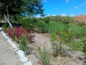 a garden with flowers and plants in a field at Hostel Rústico in Barreirinhas