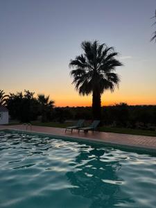 a swimming pool with a bench and a palm tree at Palmeira Nature Lodge in Tavira