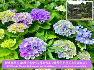 a collage of purple and blue hydrangeas at Grace Hotel Kyodo odakyu line near shinjuku shibuya in Tokyo